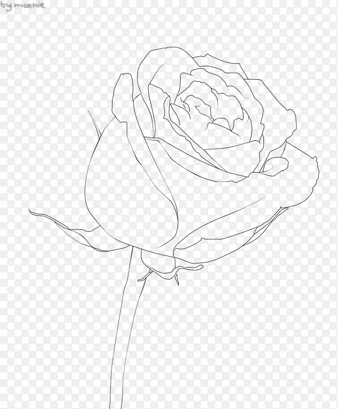 花园玫瑰花卉设计草图设计