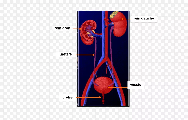 排泄系统肾反射学尿膀胱血