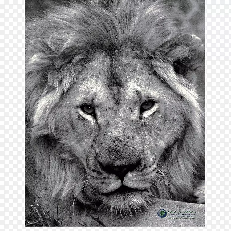 东非狮子电影海报狮子的咆哮