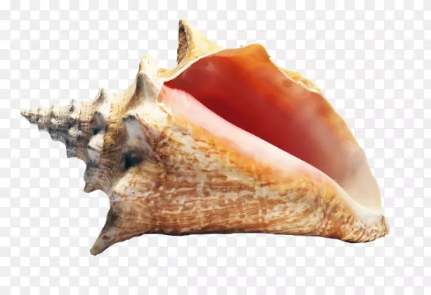 海螺皇后贝壳软体动物