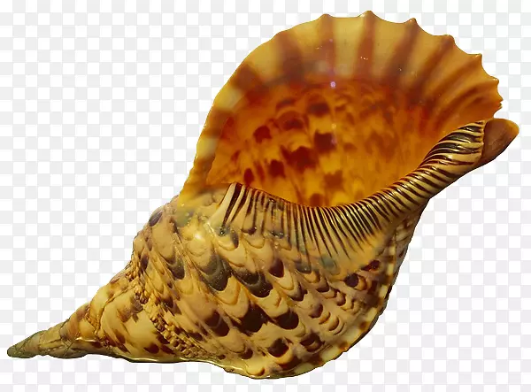 海胆海螺