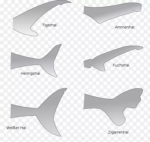 鲨鱼解剖大白鲨鳍尾鲨尾