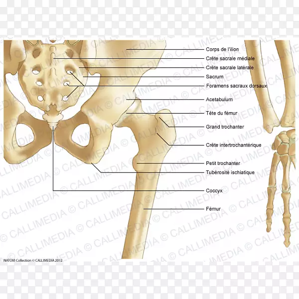 骨盆髋骨解剖-腹部解剖