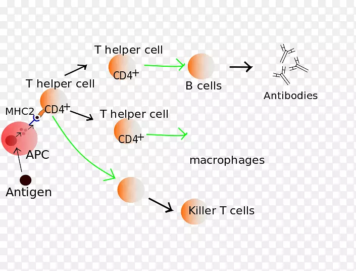T淋巴细胞免疫系统b细胞活化功能
