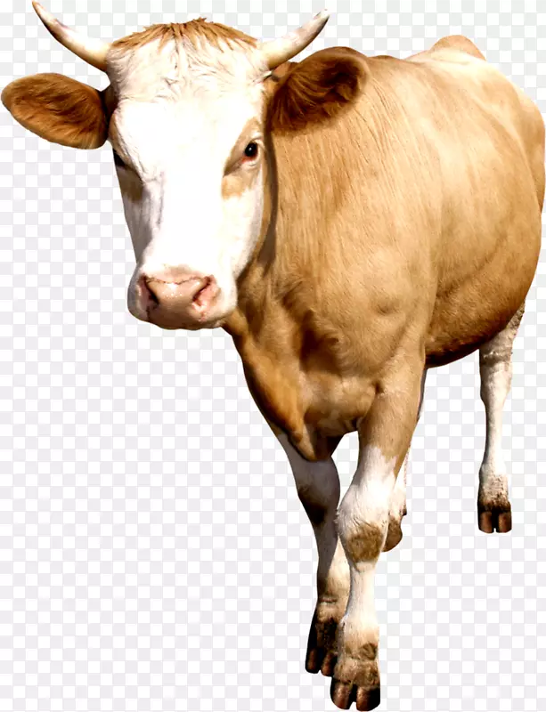 牛磺酸乳牛牛犊-莱茵河-伊塞尔-瓦什
