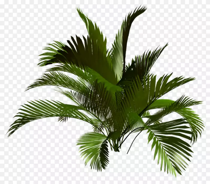 亚洲棕榈油棕榈树植物椰子