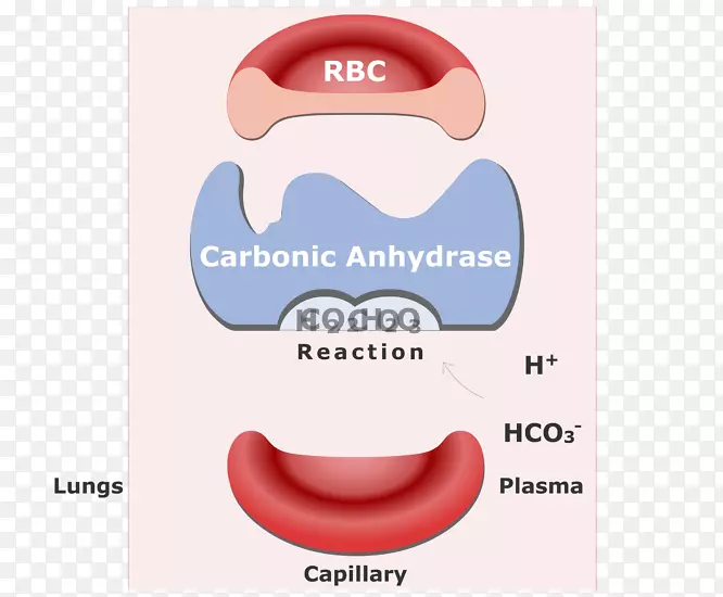 碳酸氢盐碳酸氢酶红细胞二氧化碳可逆反应血液