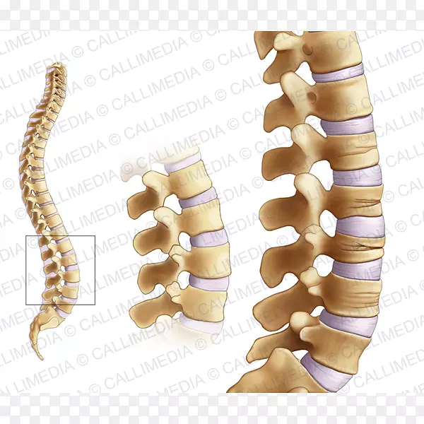 骨折、关节骨质疏松、股骨颈风湿病-骨质疏松症