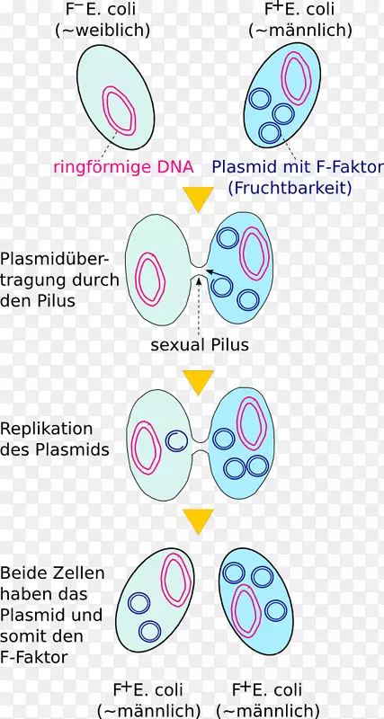 细菌结合质粒转化遗传学大肠杆菌