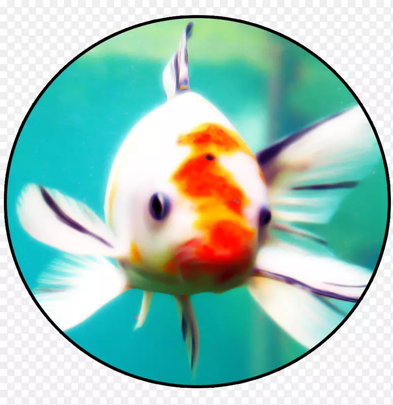 金鱼骨鱼海洋生物-鱼类