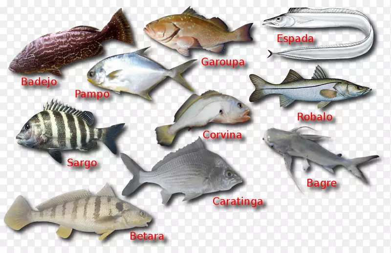 鱼类产品塑料海洋生物动物群.鱼类
