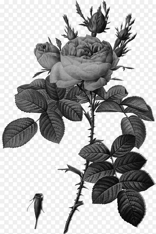LES玫瑰バラ図譜植物学插图-花卉