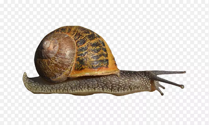 蜗牛腹足动物剪贴画-蜗牛