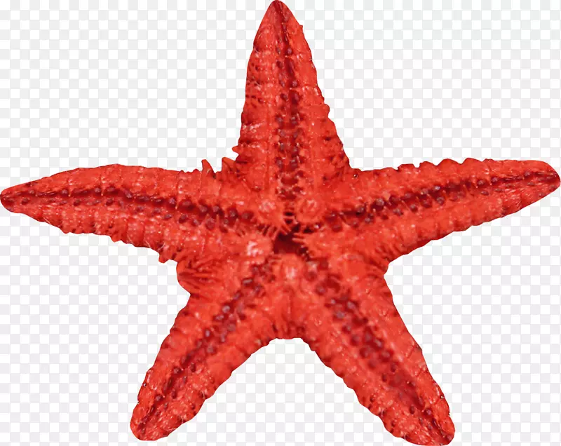海星海胆海洋无脊椎动物-海星