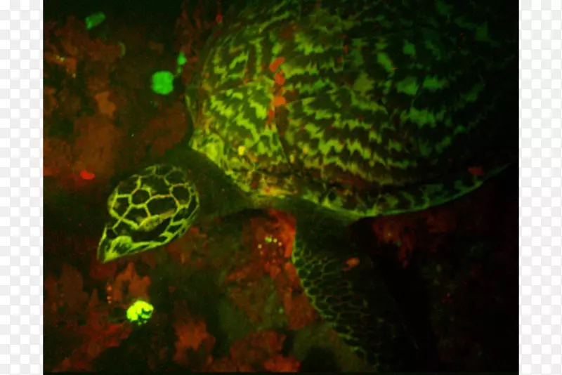 鹰嘴海龟在黑暗生物中发光，深海生物-海龟