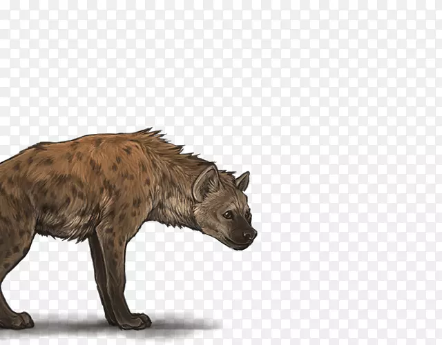 猫陆生动物美洲狮毛野生动物-猫