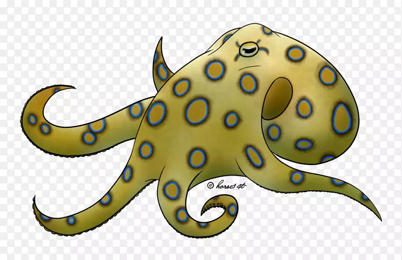 大蓝环章鱼绘制巨型太平洋章鱼-大蓝章鱼