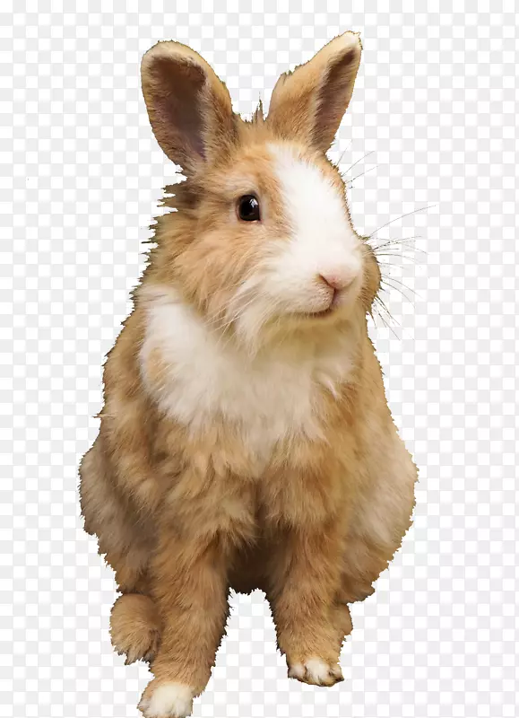荷兰兔矮兔
