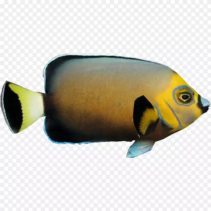 骨骼鱼类海洋生物动物区系珊瑚礁鱼类-鱼类