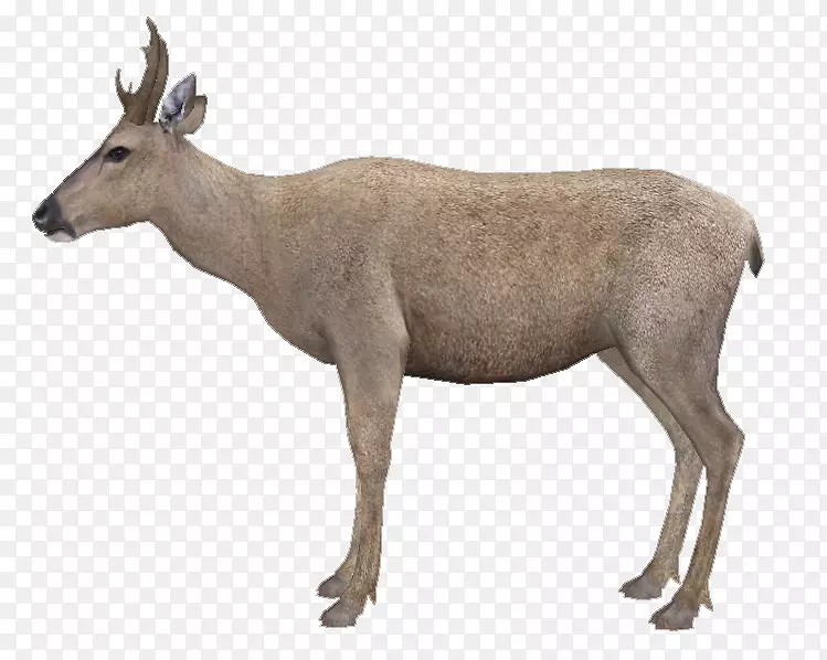 麋鹿，白尾鹿，麝香鹿，驯鹿，羚羊，驯鹿