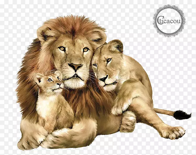 小狮子俱乐部国际东非狮子猫科美洲虎-美洲虎