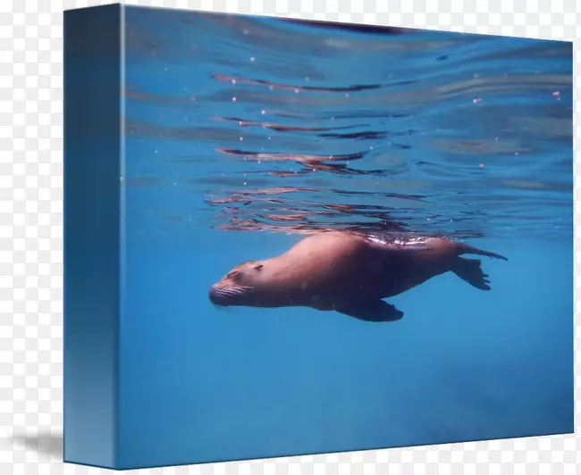 海狮海象水下海豚海象