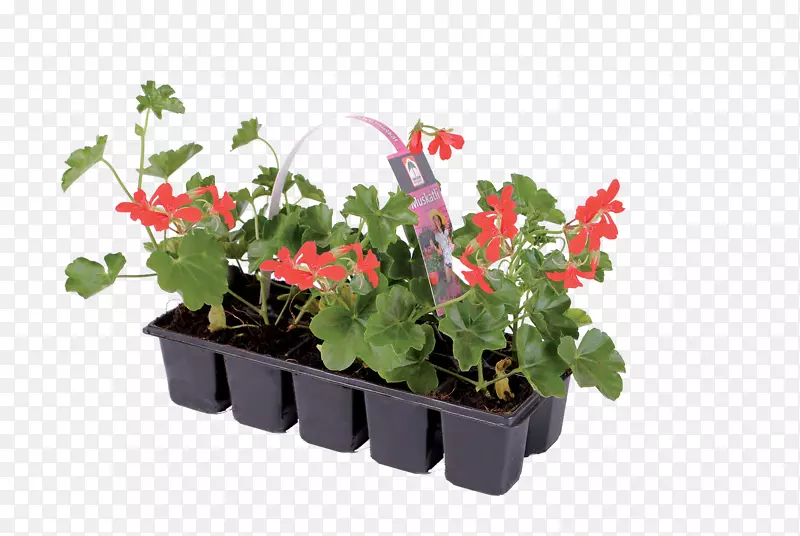 常春藤天竺葵，室内植物，花盆，一年生植物-麝香花