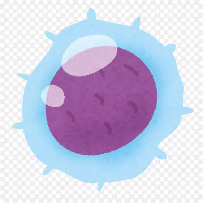 淋巴细胞白细胞淋巴结淋巴系统-血液