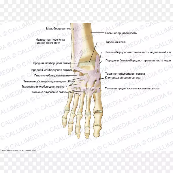拇指足部距腓骨前韧带包扎器