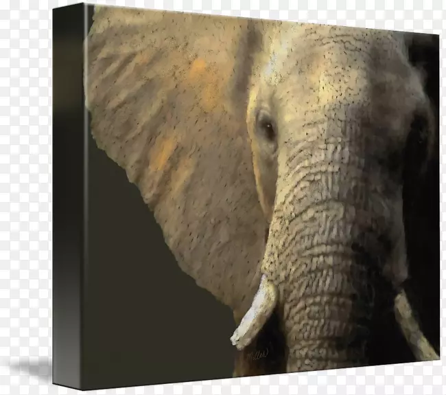 印度象非洲象牙野生动物大象科-印度