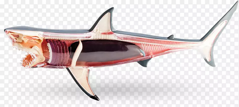 鲨鱼解剖大白鲨人体-鲨鱼