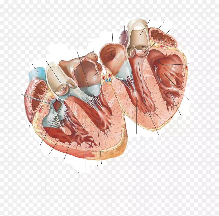 阿特拉斯代森臣心脏解剖图解剖心脏解剖-心脏解剖