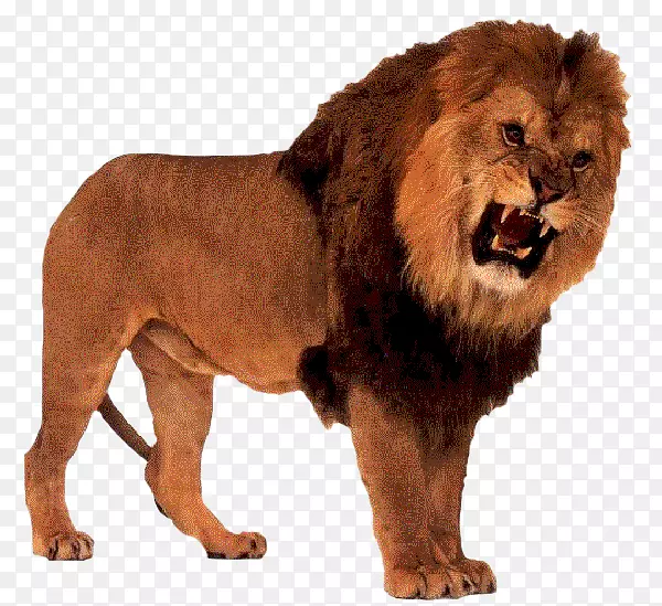 德雷肯斯坦狮子公园美洲狮咆哮猫-狮子