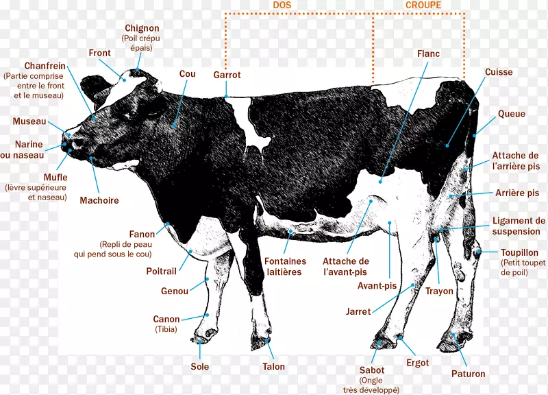 奶牛小牛人体解剖-奶牛
