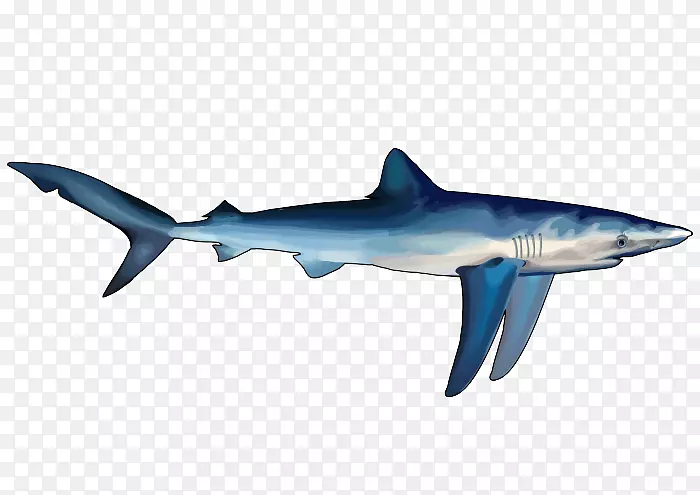 大白鲨饥饿的鲨鱼进化饥饿的鲨鱼世界蓝鲨-蒂布隆