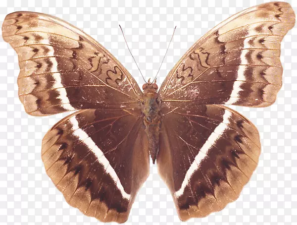 毛茸茸的蝴蝶