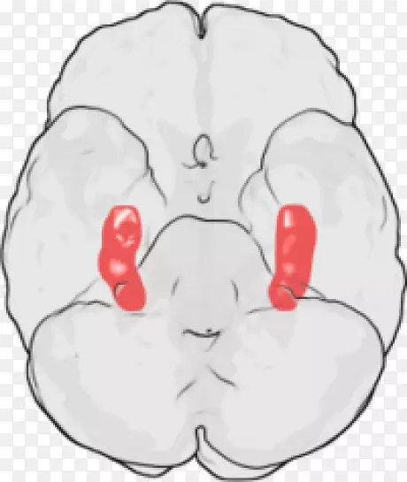 海马脑长期增强神经科学神经元脑