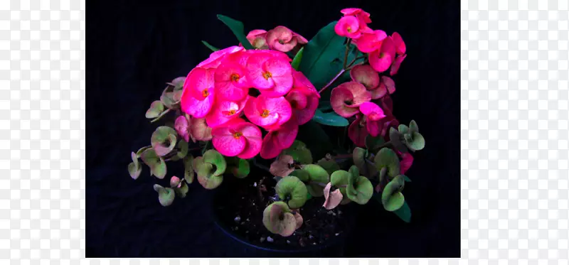 花设计粉红m花植物rtv粉红色设计