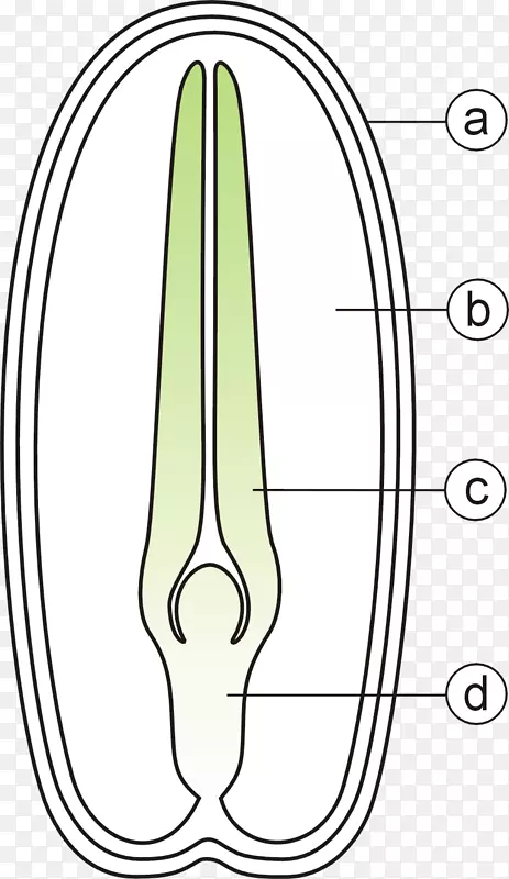 种子植物种皮双子叶植物