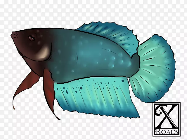 海洋生物动物绿松石鱼