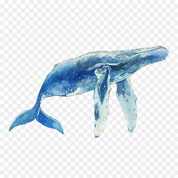 海豚海洋生物动物群
