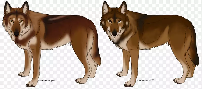 萨鲁士狼狗捷克斯洛伐克狼狗雪普拉西伯利亚雪橇犬四国犬品种-红狼