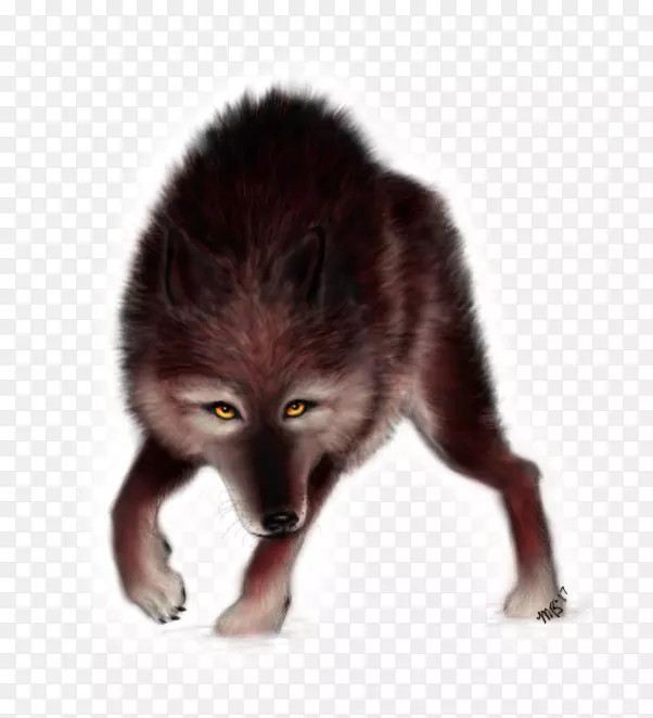 红狐皮毛动物鼻子-狐狸