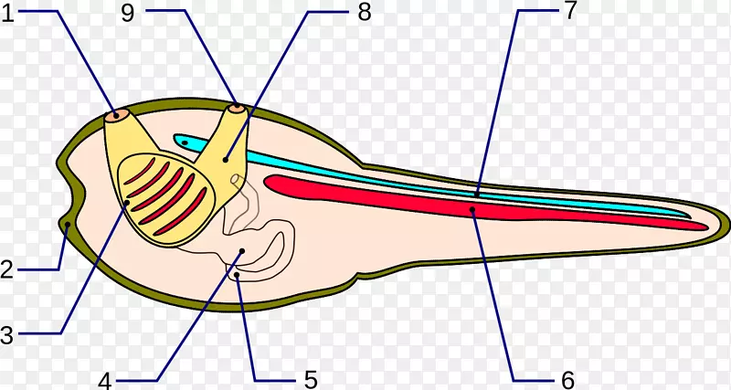 脊索解剖神经管臂骨