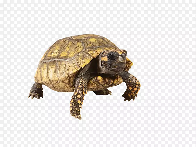 箱形龟爬行动物宠物-乌龟
