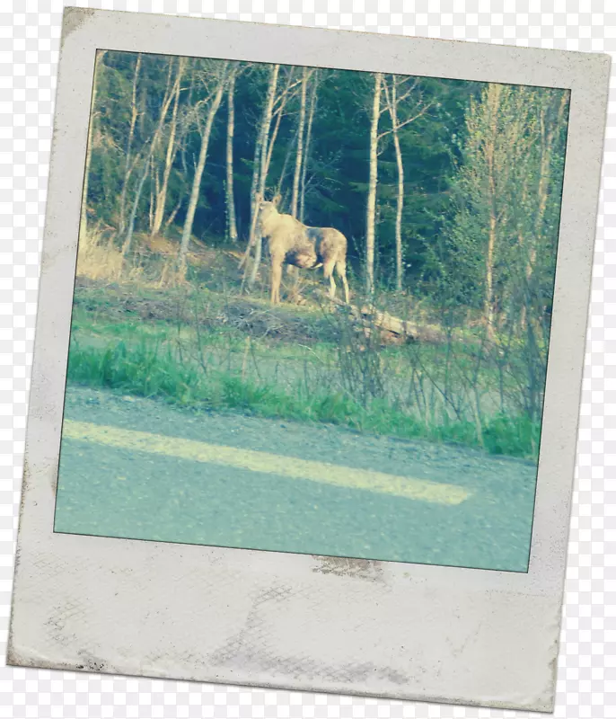 鹿群画框野生动物-鹿