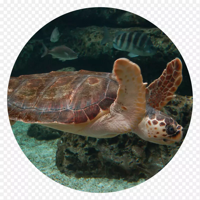 佐治亚州水族馆鲨鱼-海龟