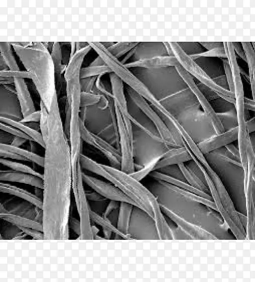 纤维海岛棉显微镜纺织