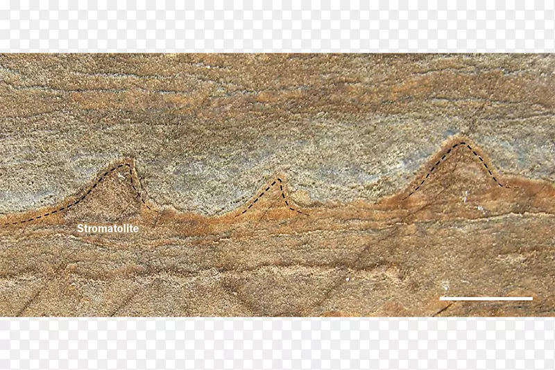 地球化石叠层石Warrawoona科学-地球