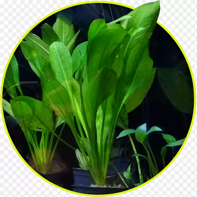 水菠菜水族馆水生植物